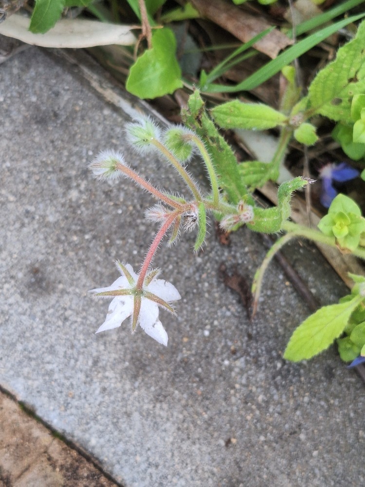 Borago officinalis (borage) (alternate view 12)