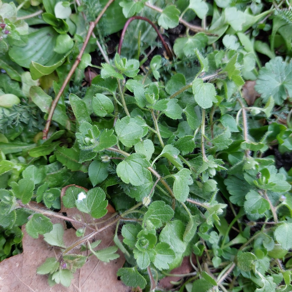 Veronica hederifolia (Ivy-leaved Speedwell) (alternate view 11)