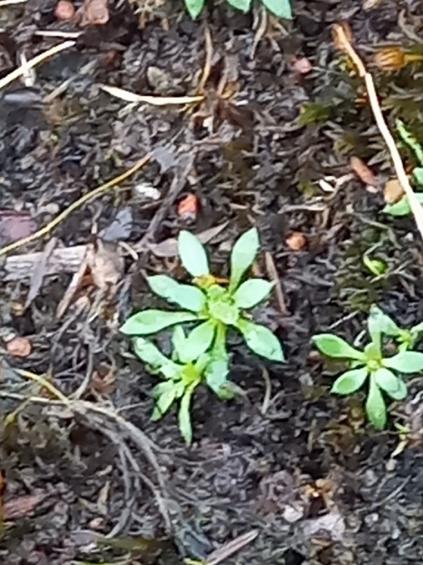 Draba (Drabas)