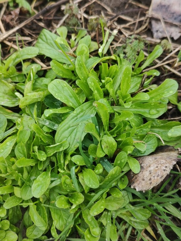 Valerianella (Cornsalads) (alternate view 3)