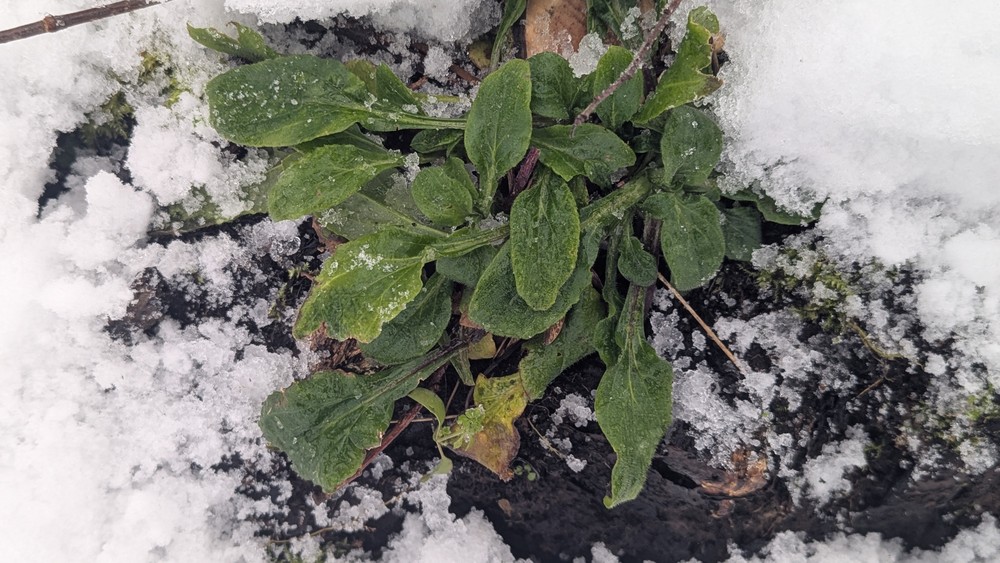 Silene dioica (red campion) (alternate view 13)
