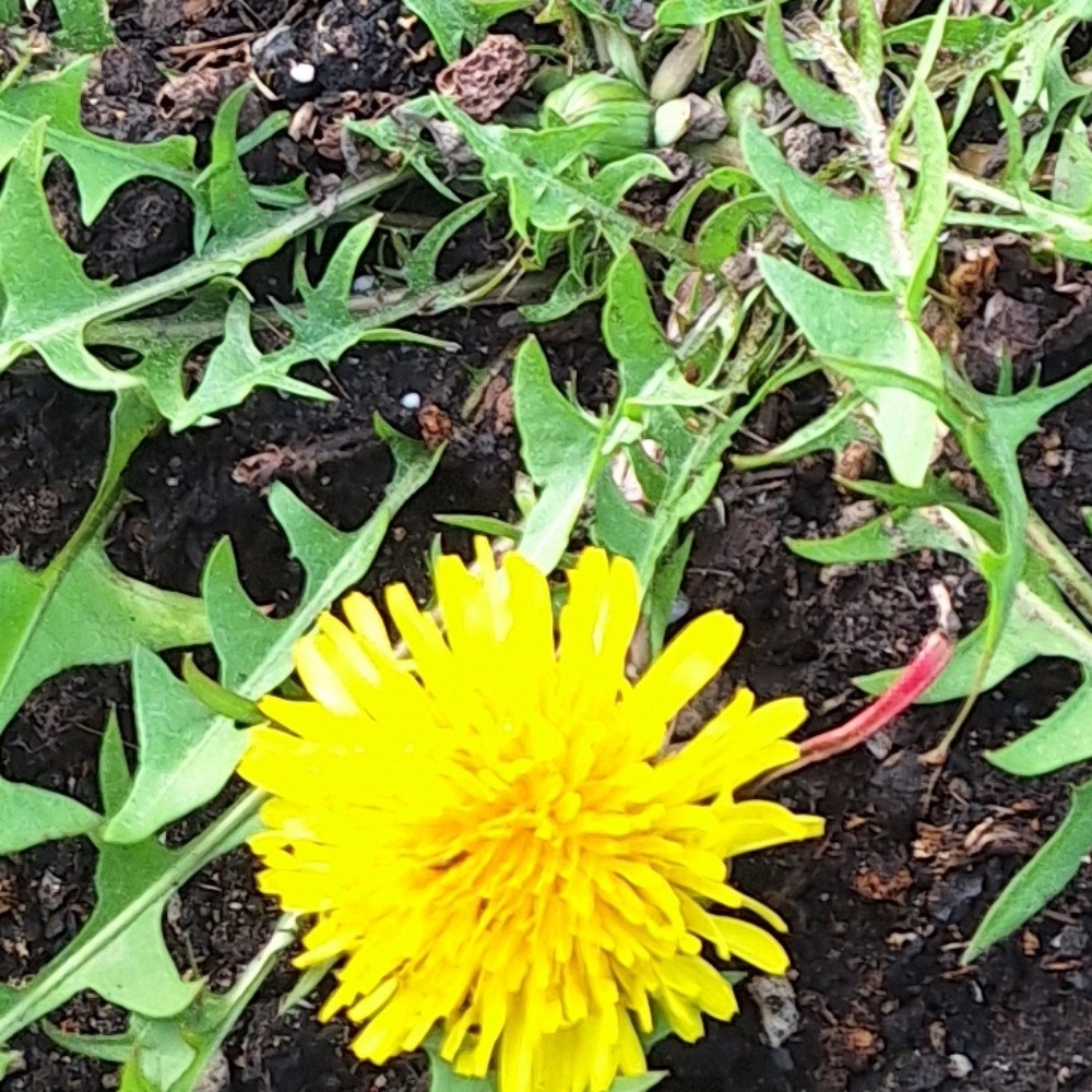 Taraxacum officinale (Dandelion Greens) (alternate view 11)
