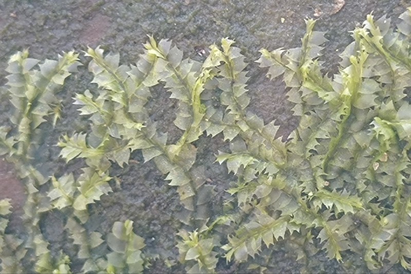 Lophocolea bidentata (Bifid Crestwort) (alternate view 12)