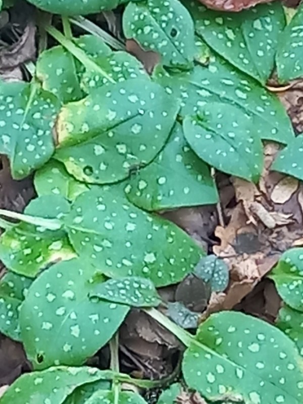 Pulmonaria officinalis (Lungwort) (alternate view 11)