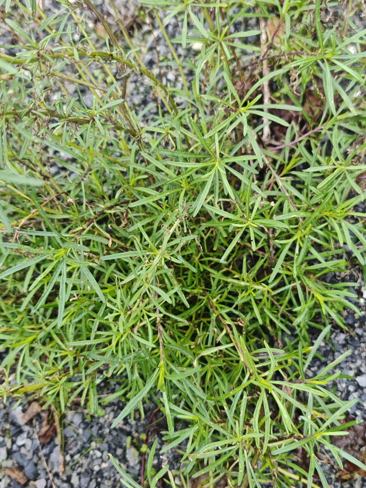 Senecio inaequidens (Narrow-leaved Ragwort) (alternate view 13)