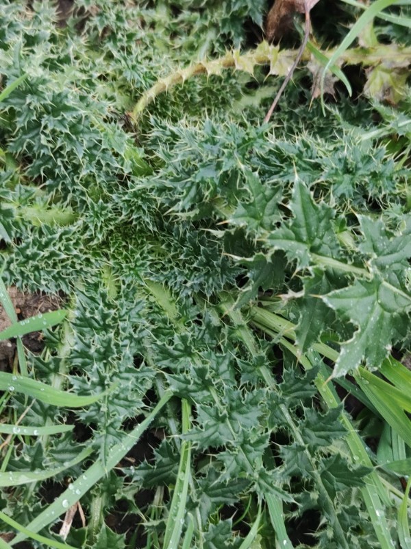 Carduus crispus (Welted Thistle) (alternate view 11)