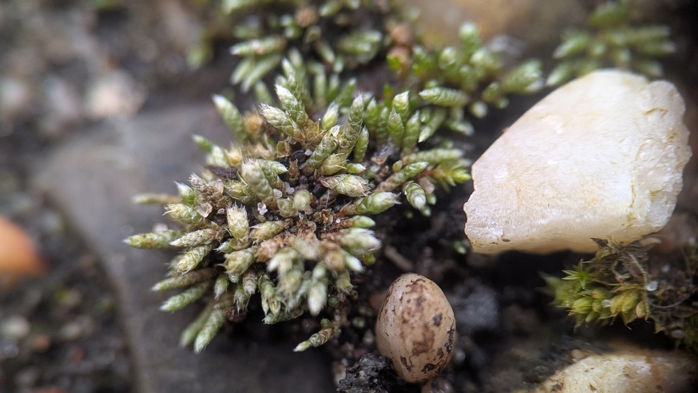 Bryum