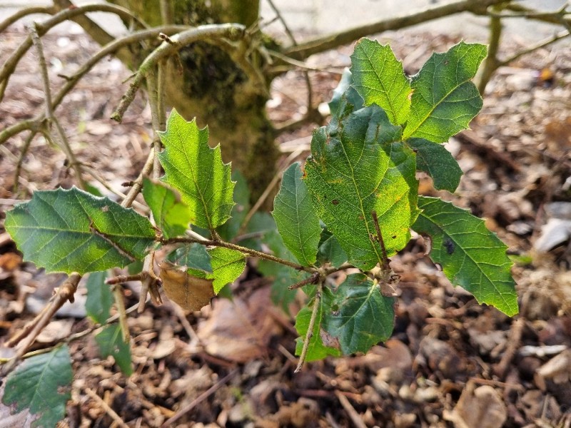 Quercus ilex (holly oak) (alternate view 2)
