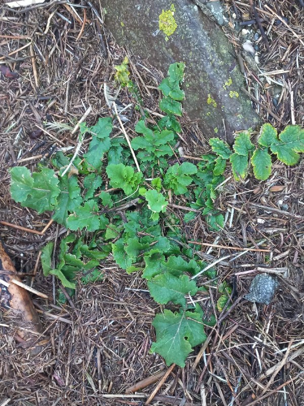 Raphanus (Radishes) (alternate view 2)