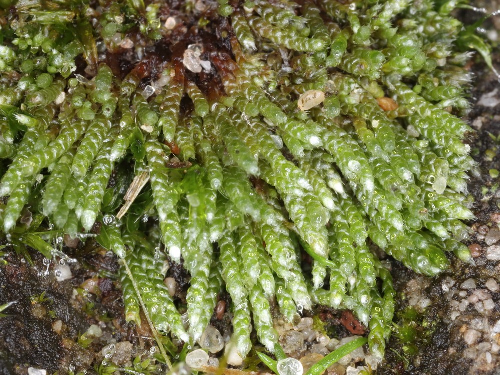 Bryum argenteum (Silvery Bryum) (alternate view 9)
