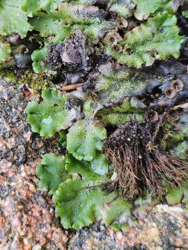 Marchantia (alternate view 3)