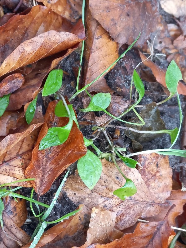 Claytonia sibirica (Siberian miner's-lettuce) (alternate view 14)