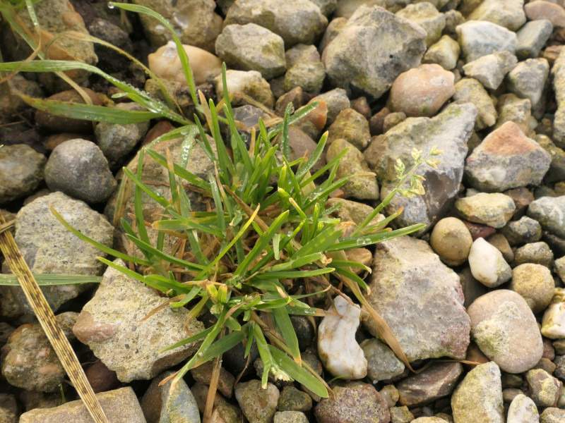 Poa annua (annual bluegrass) (alternate view 11)