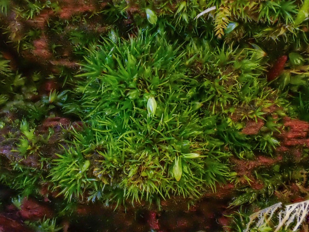 Campylopus introflexus (Heath Star-moss) (alternate view 10)