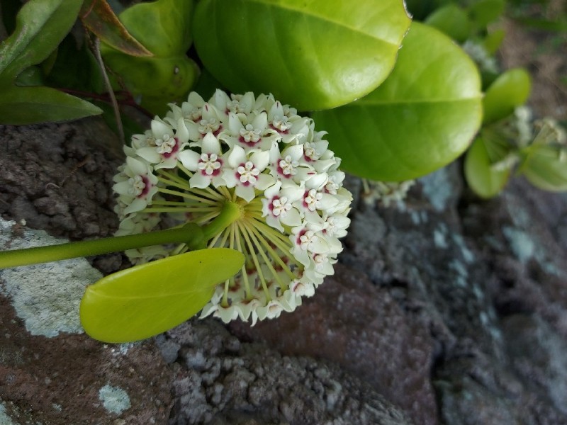 Hoya australis (common waxflower) (alternate view 10)