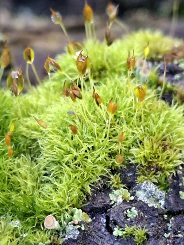 Dicranoweisia cirrata (Common Pincushion) (alternate view 12)