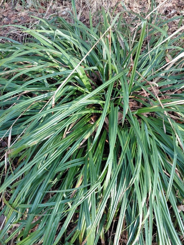 Carex pendula (Hanging sedge) (alternate view 13)