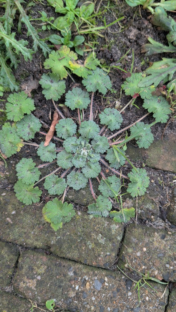 Geranium molle (dovefoot geranium) (alternate view 11)