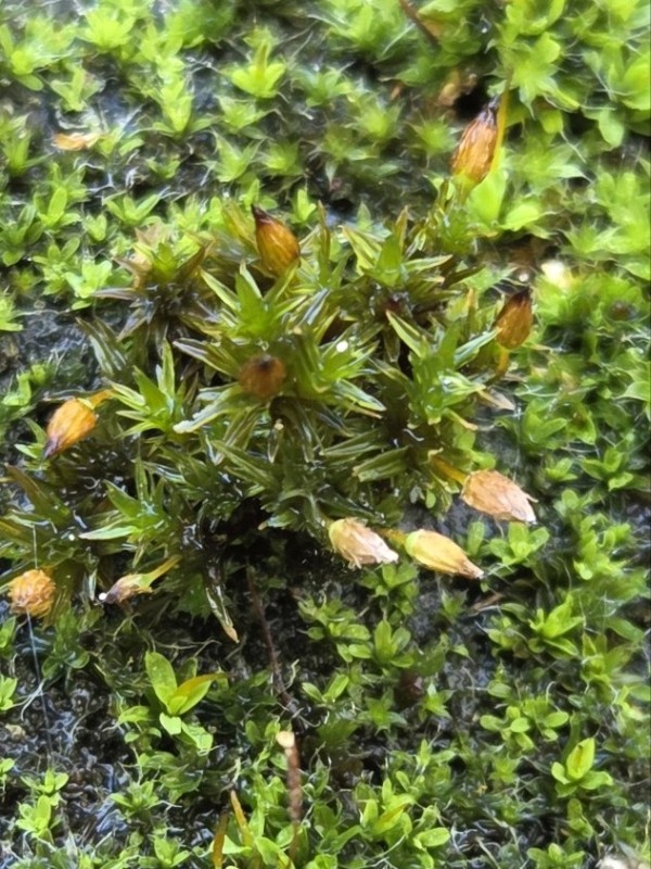 Orthotrichum anomalum (Anomalous Bristle-moss) (alternate view 15)