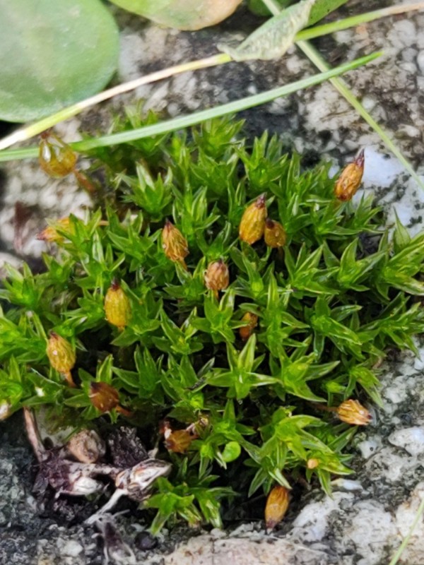 Orthotrichum anomalum (Anomalous Bristle-moss) (alternate view 14)