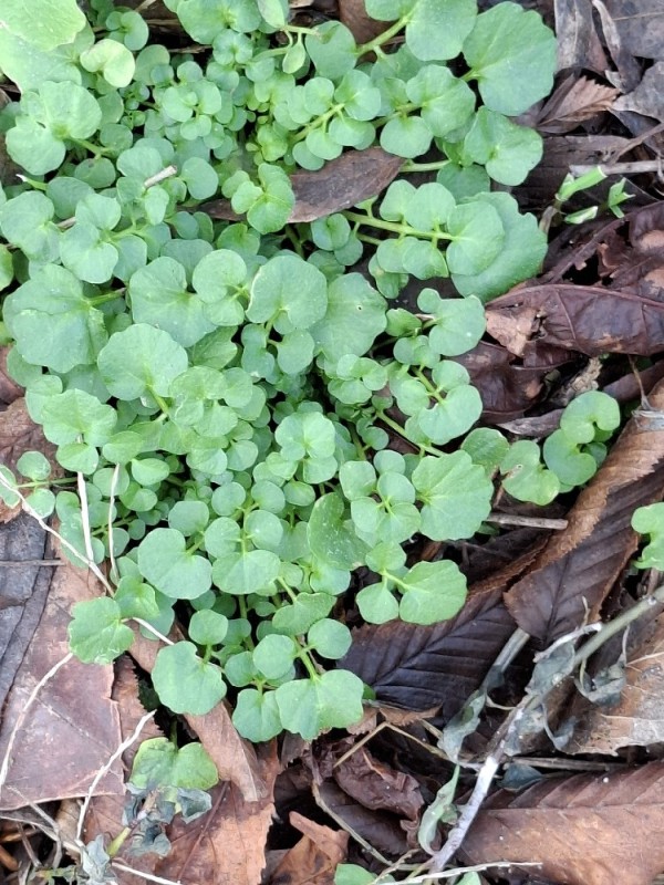 Cardamine hirsuta (shotweed) (alternate view 12)