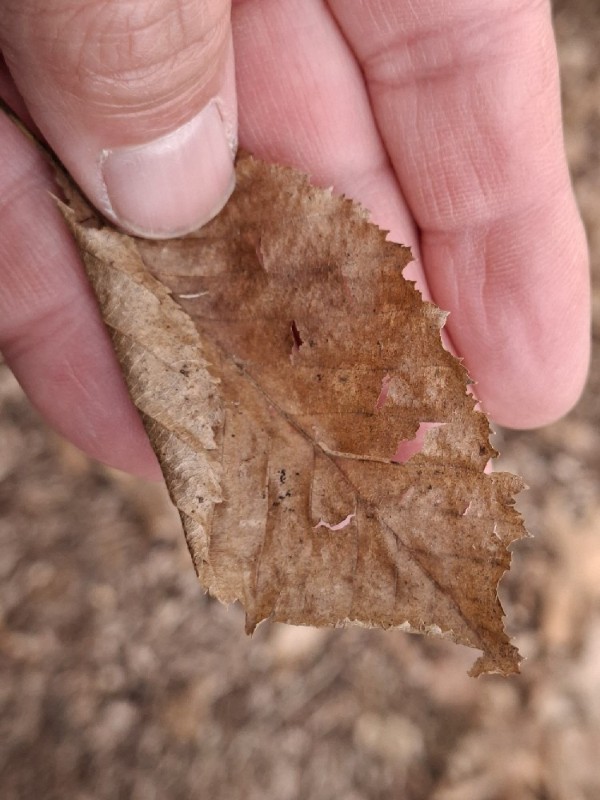 Carpinus betulus (European Hornbeam) (alternate view 11)
