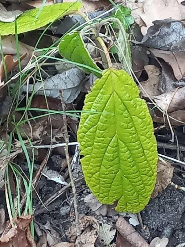 Viburnum (viburnums)