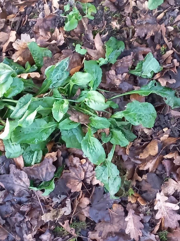 Silene dioica (red campion) (alternate view 12)