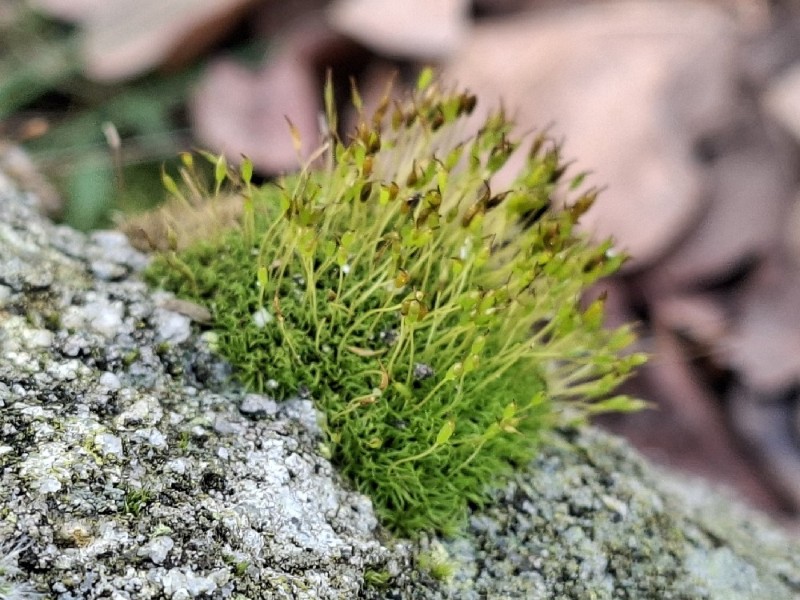 Dicranoweisia cirrata (Common Pincushion) (alternate view 11)