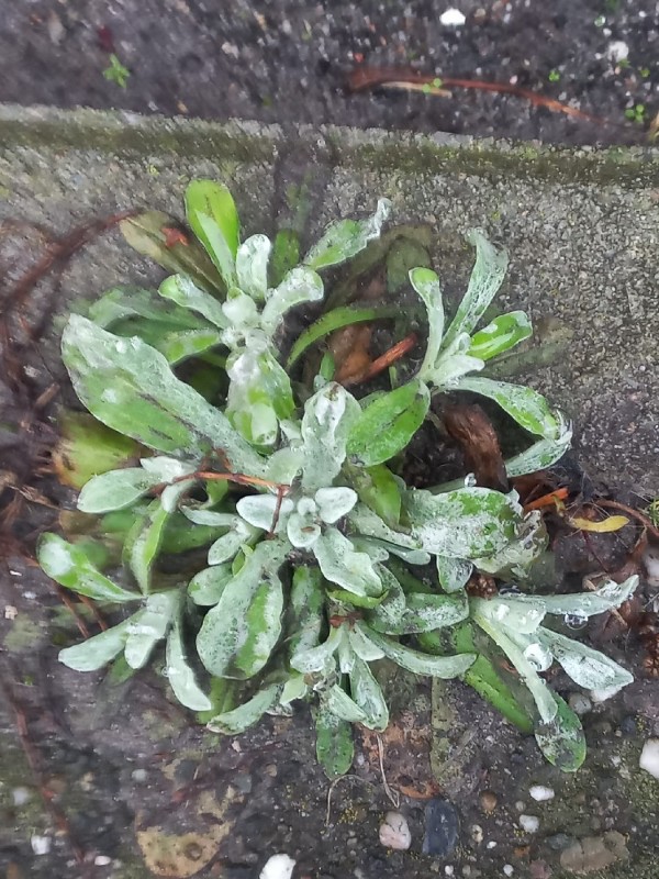 Helichrysum (Everlasting-flowers)