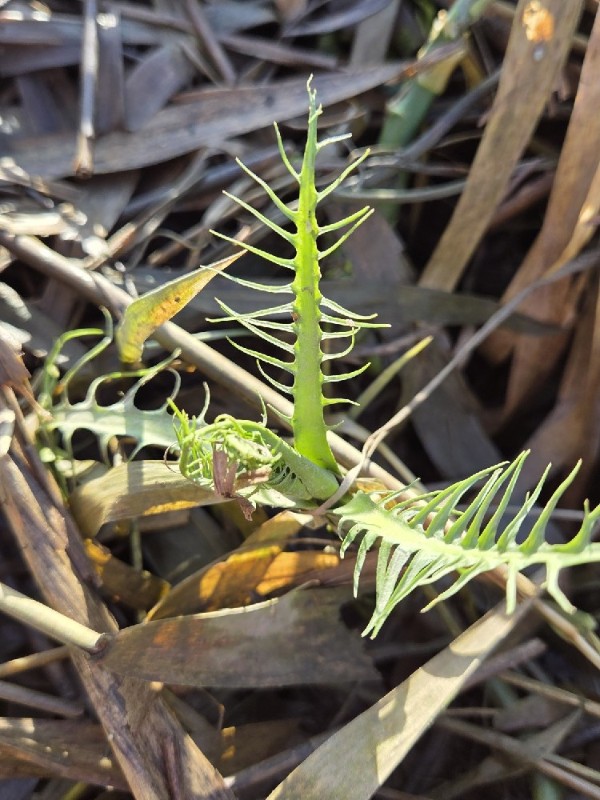 Rorippa (yellowcresses)