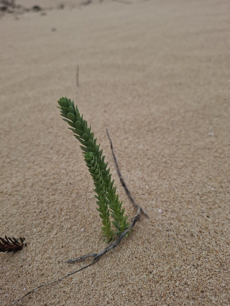 Euphorbia paralias (Sea Spurge) (alternate view 12)
