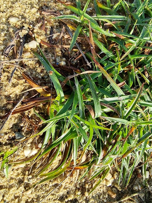 Luzula (woodrushes)