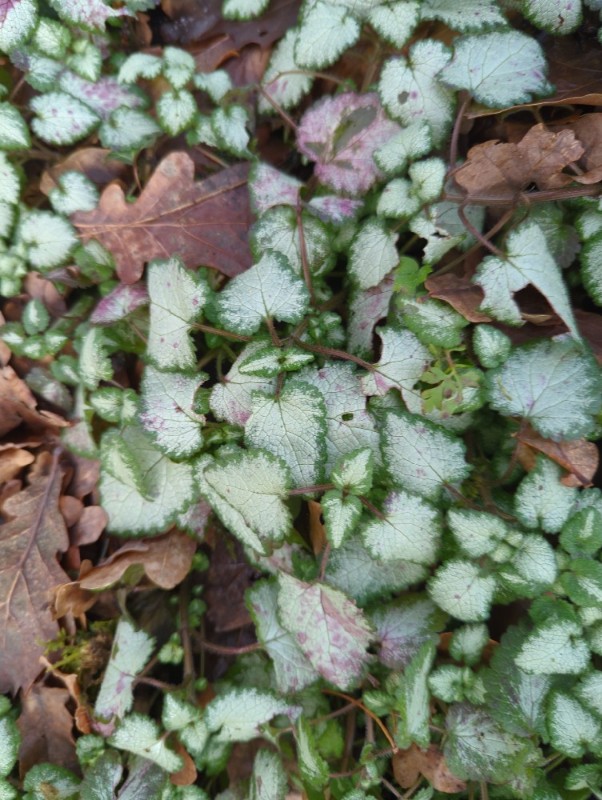 Lamium maculatum (deadnettle) (alternate view 11)