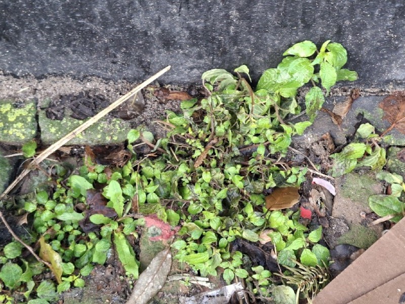 Parietaria judaica (pellitory-of-the-wall) (alternate view 9)