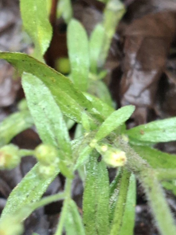 Erigeron sumatrensis (tropical horseweed) (alternate view 11)