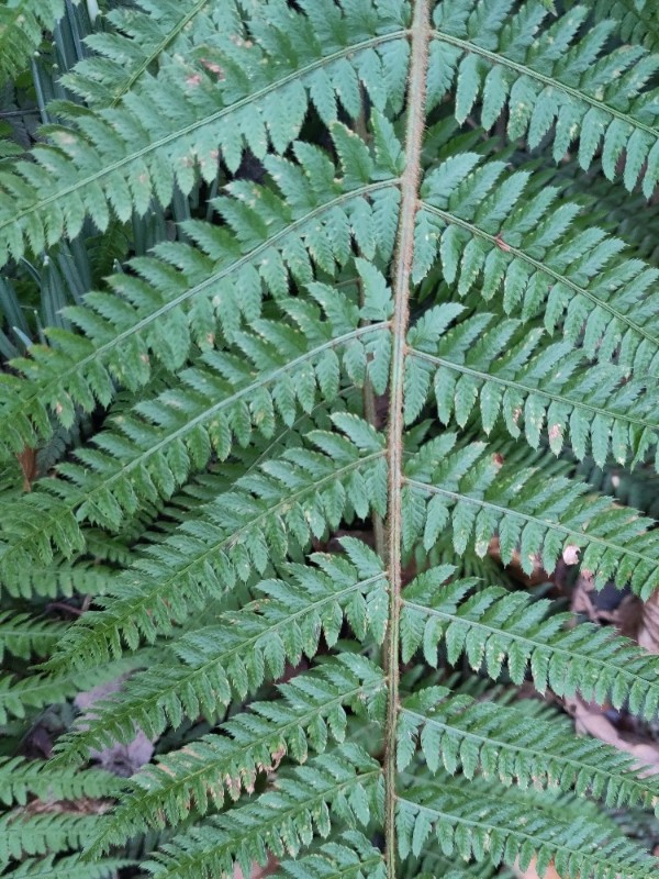 Polystichum setiferum (soft shield fern)