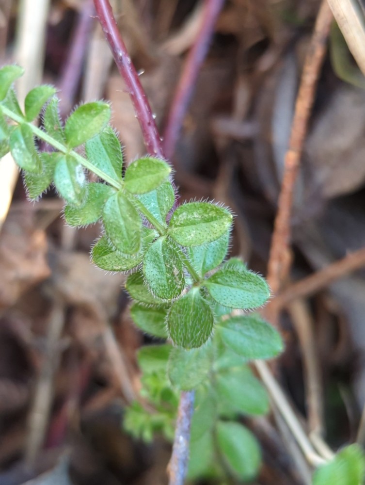 Cruciata laevipes (Crosswort) (alternate view 11)