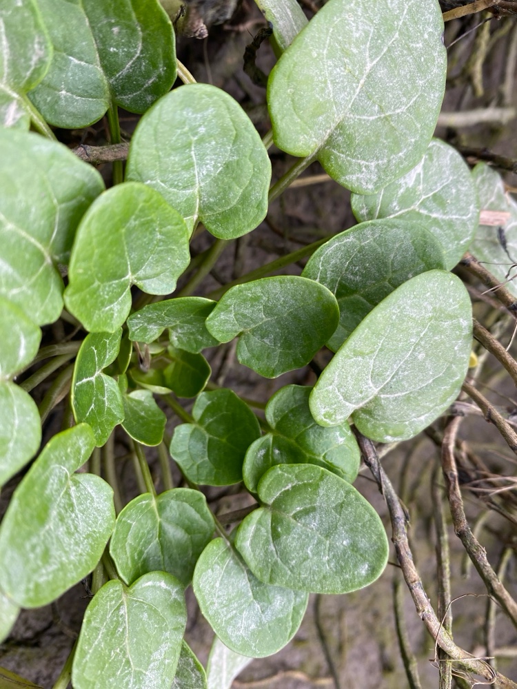 Cochlearia officinalis (Scurvy grass) (alternate view 12)