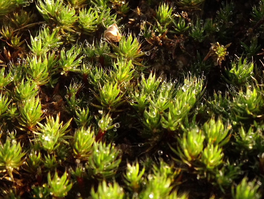 Polytrichum piliferum (bristly haircap moss) (alternate view 11)