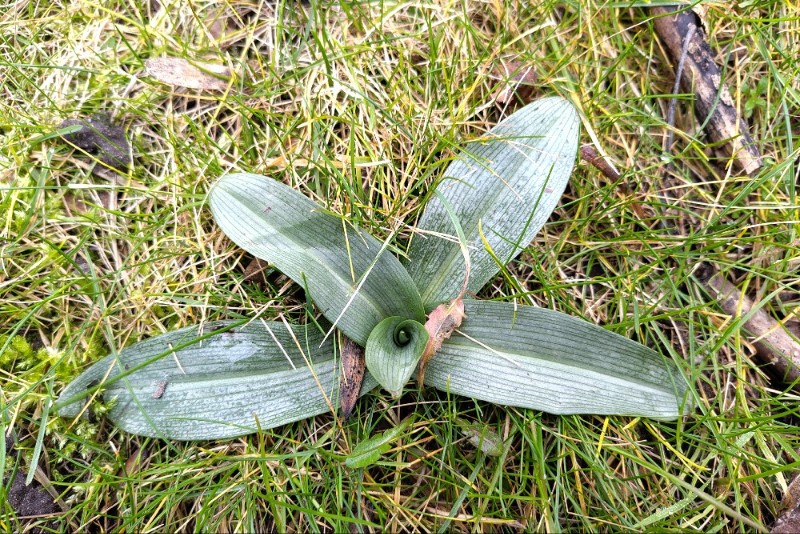 Ophrys (Bee Orchids)