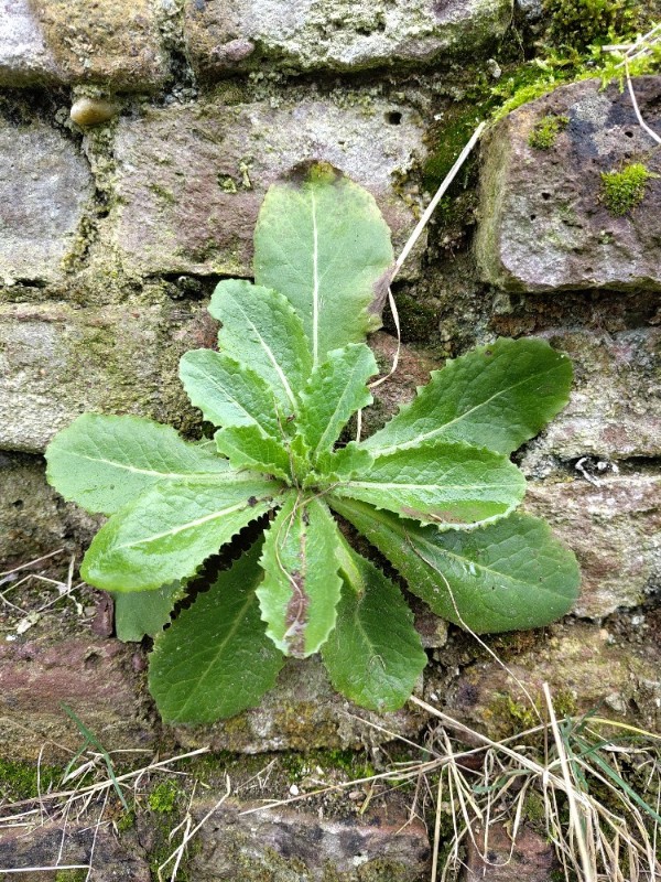 Lactuca (wild lettuces) (alternate view 4)