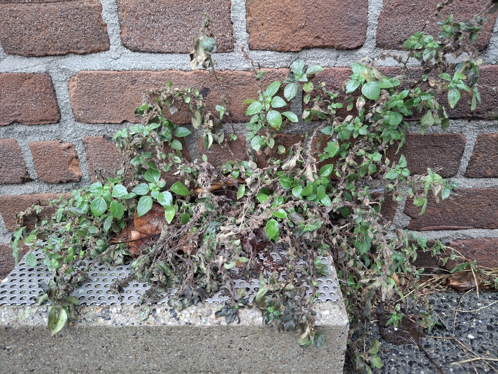 Parietaria judaica (pellitory-of-the-wall) (alternate view 10)