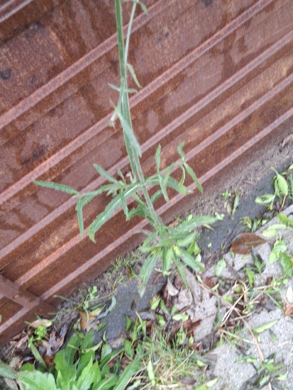 Verbena (vervains) (alternate view 2)