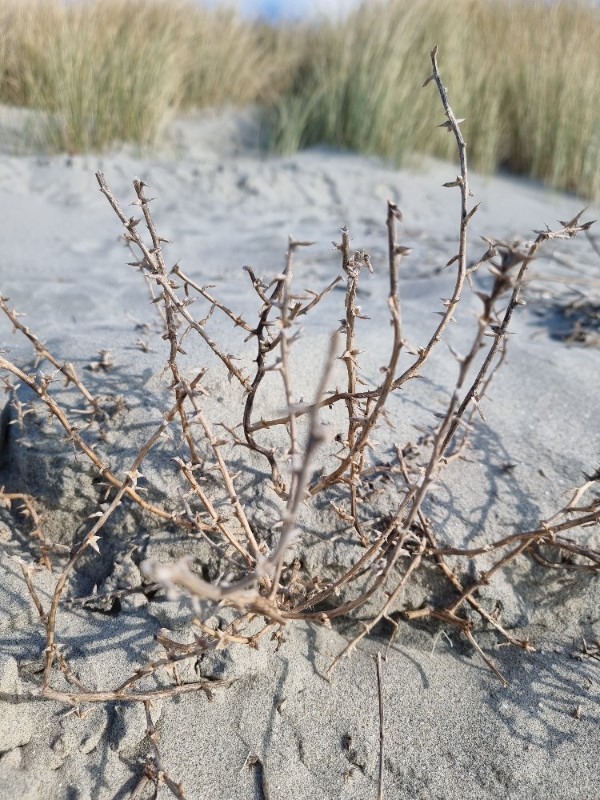 Salsola (Russian Thistles)