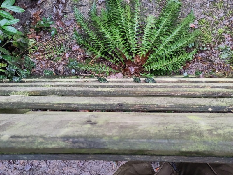 Polystichum aculeatum (hard shield fern) (alternate view 12)