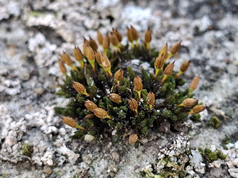 Orthotrichum anomalum (Anomalous Bristle-moss) (alternate view 13)