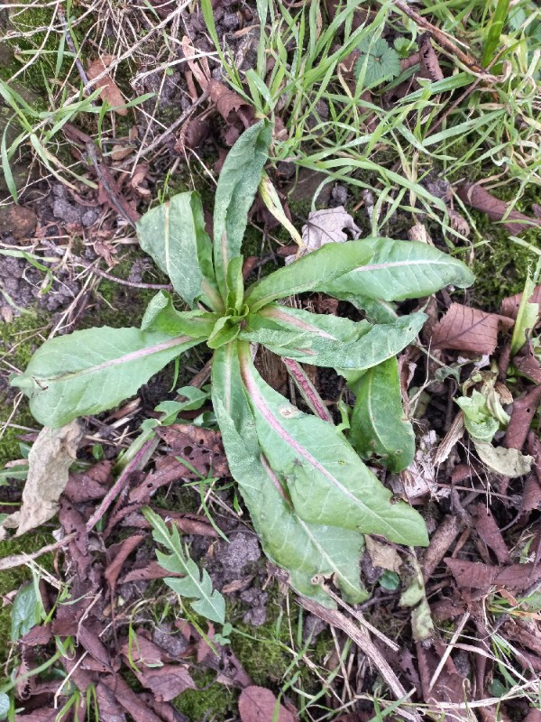 Cichorium intybus (chicory) (alternate view 9)