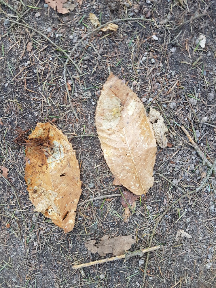 Castanea sativa (Sweet Chestnut) (alternate view 11)