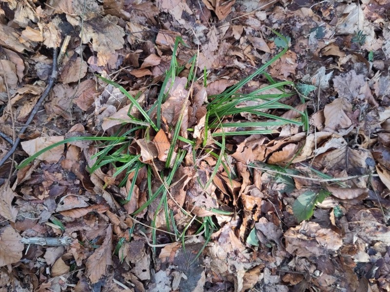 Carex sylvatica (European Woodland Sedge) (alternate view 9)